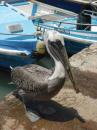 Fish Market Pelican: Well fed Pelicans at fish market SC